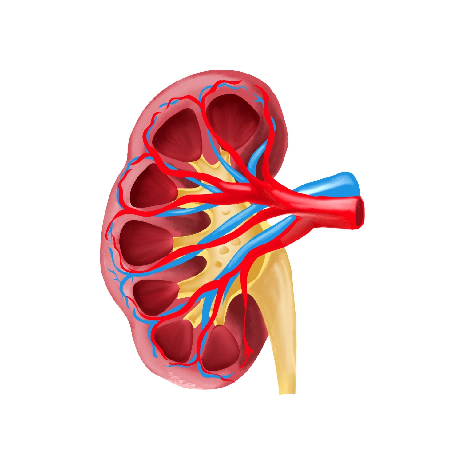 Kidney structure wall mount Sticker 12'x18''