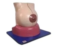 Female Breast Model