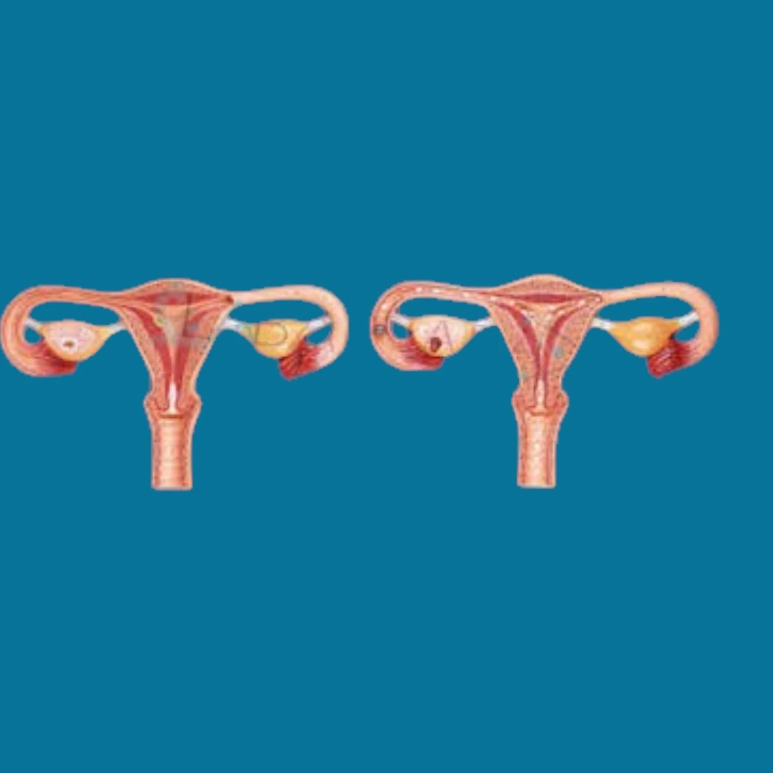Fertilization Process Simulator