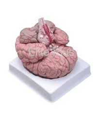 Deluxe Human Brain Anatomy Model (8 Parts)