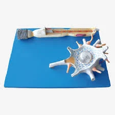 Human Neuron Anatomy Model
