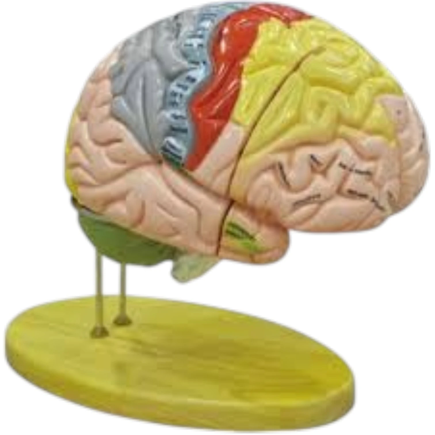 Deluxe Enlarged Human Brain Anatomy Model (4 Parts)