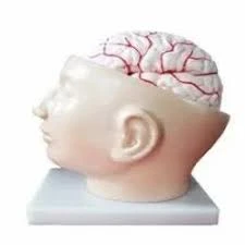 Brain with Arteries on Head Anatomy Model