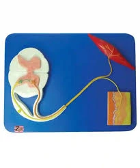 Reflex Arc Anatomy Model