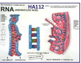 RNA