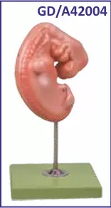 Fetal Development Model