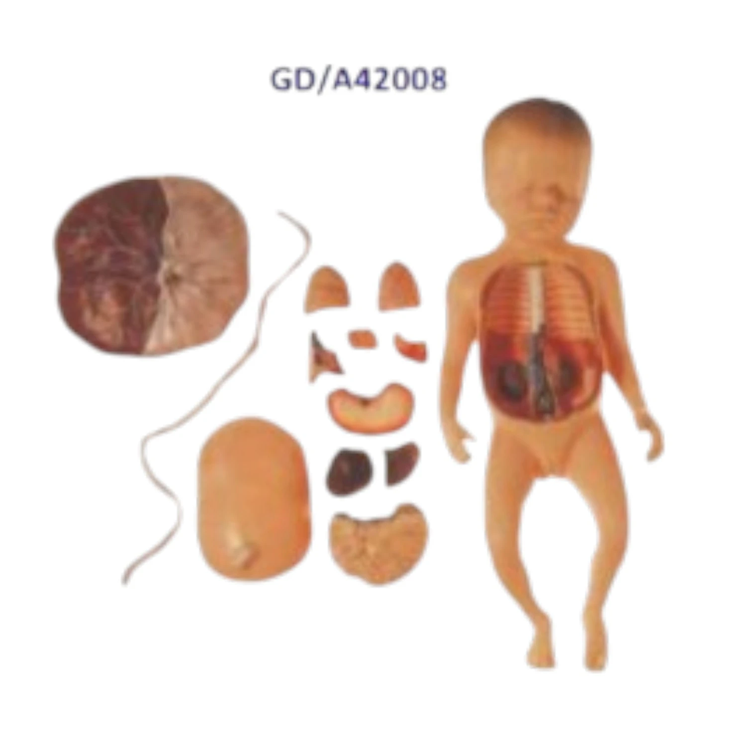 Fetus with Viscera and Placenta