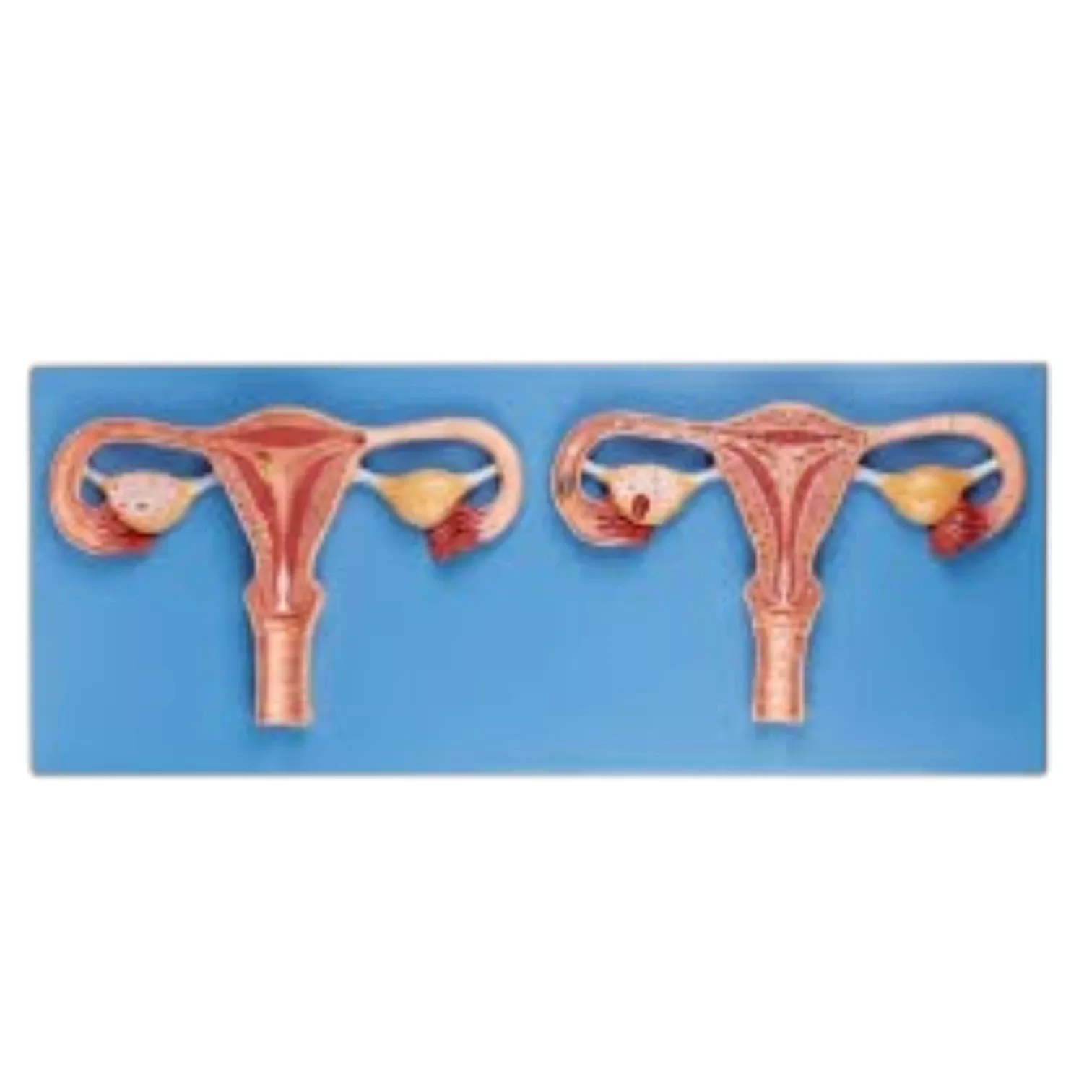 Fertilization Process Simulator