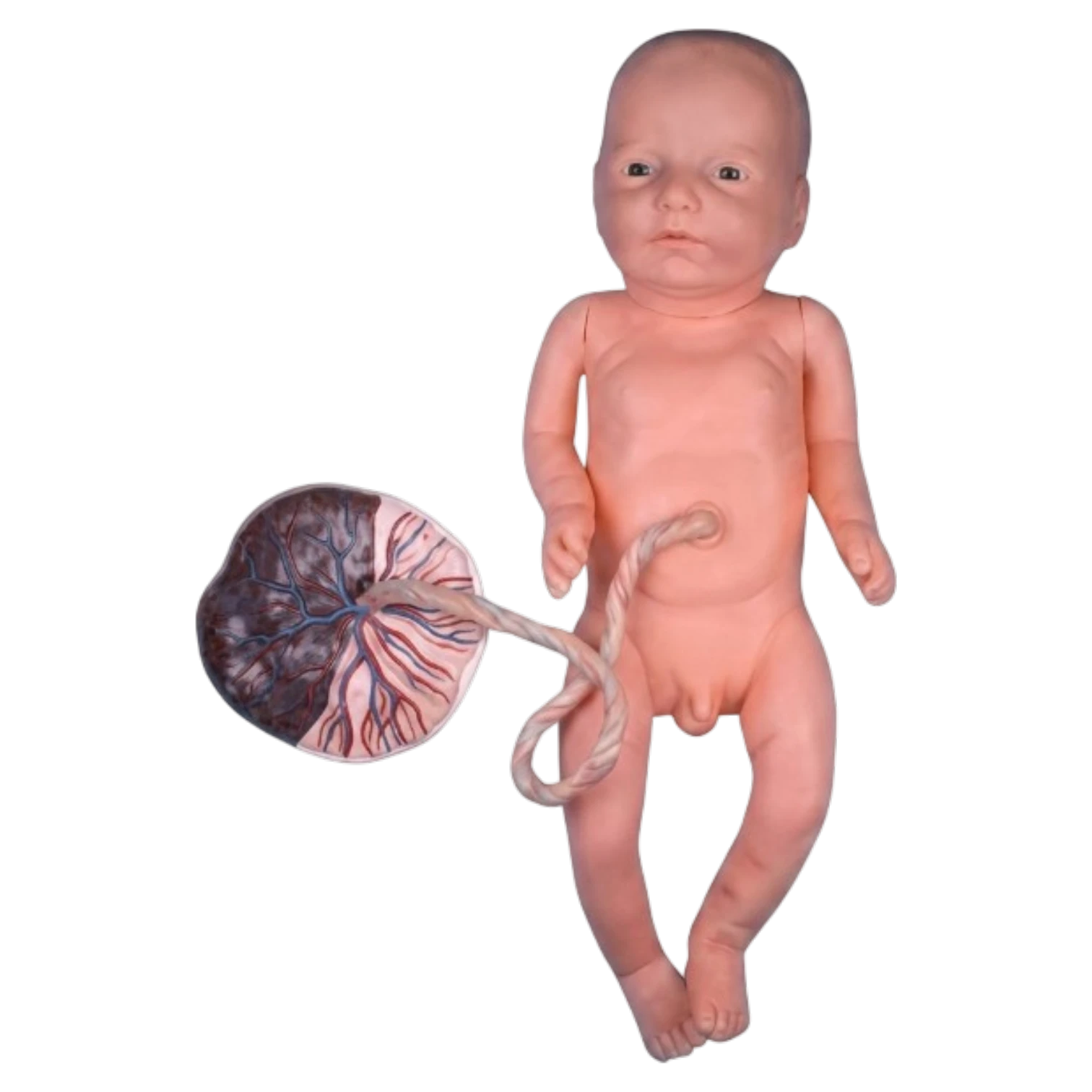 Newborn Baby Model with Placenta and Cord