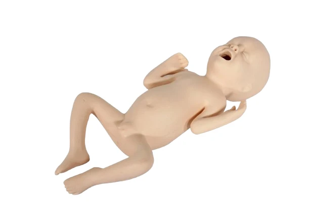 Preterm Infant Model - 24 Weeks