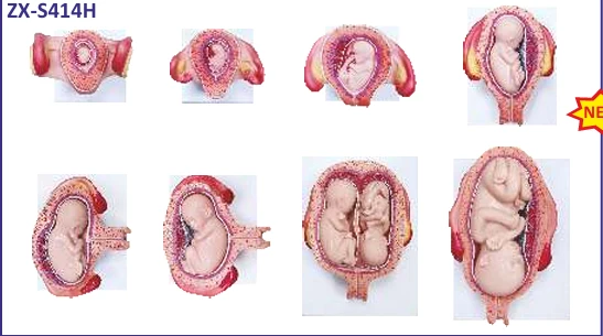 Fetal Development Model Set of 8