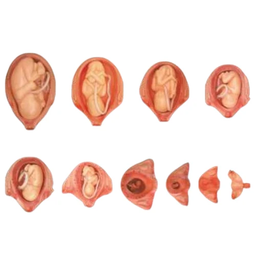 Fetal Development Guide