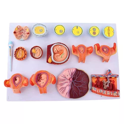 Human Fertilization and Embryogeny Model