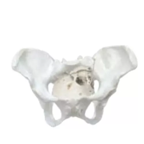Birth Demonstration Model