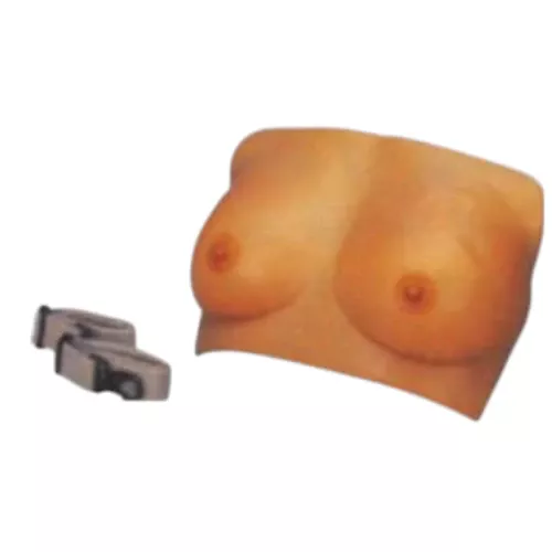 Breast Examination Model