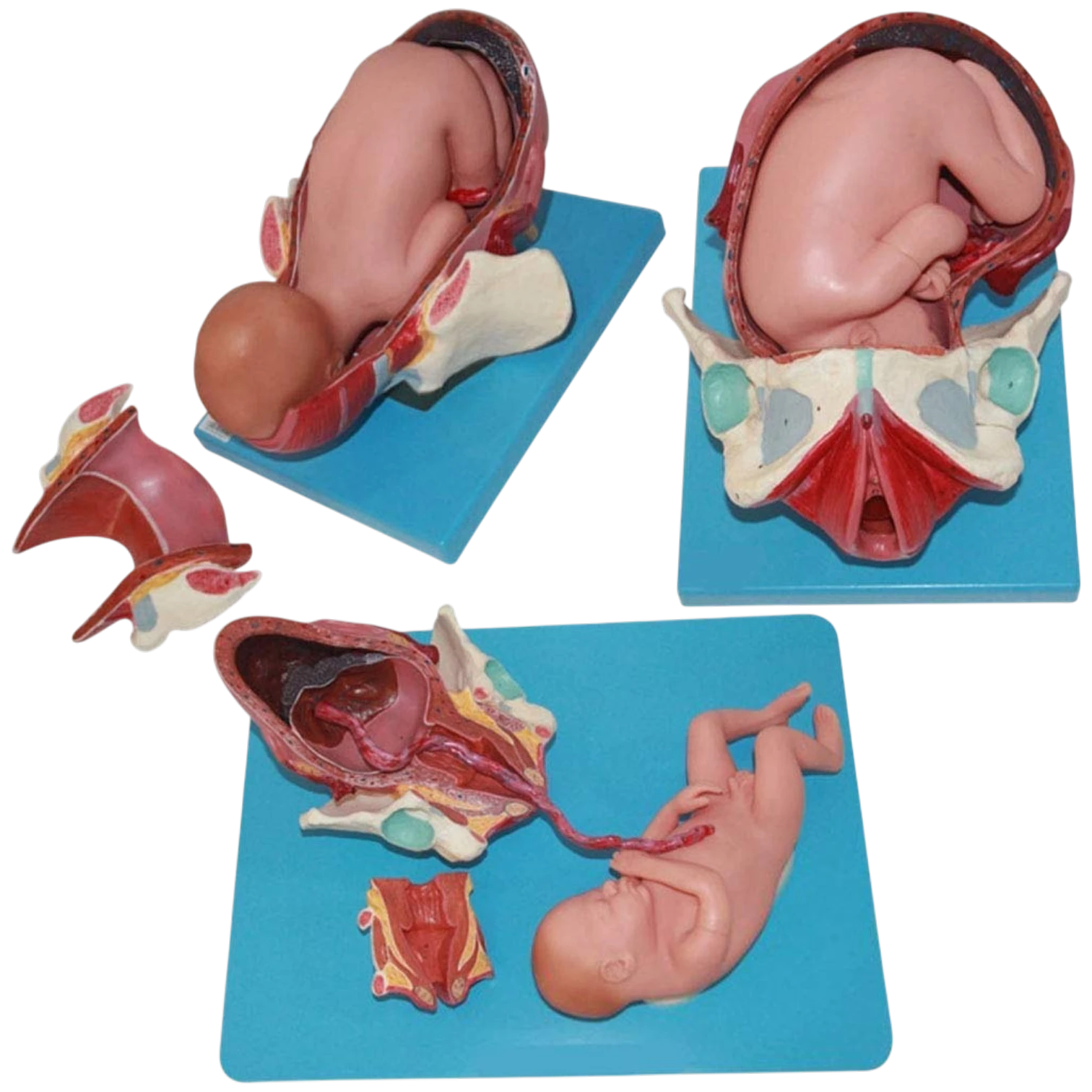 Child Birth Demonstration Model