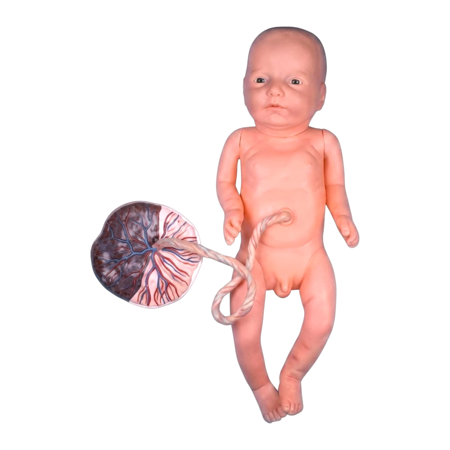 Newborn Baby Model with Placenta and Cord