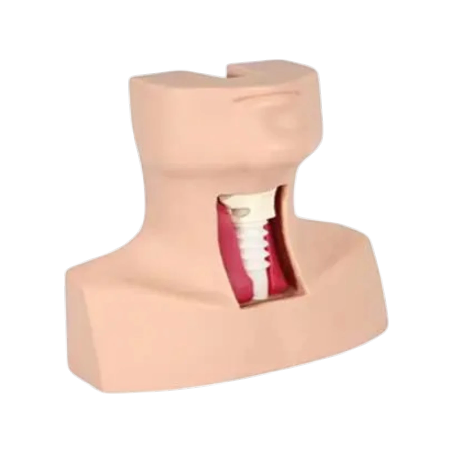 Tracheotomy & Endotracheal Intubation Model