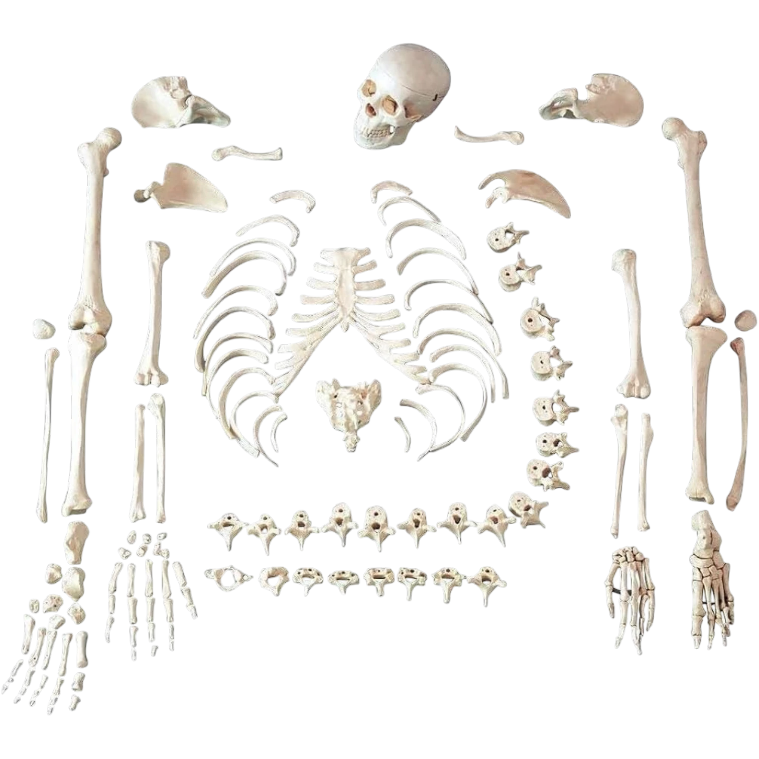 Human Skeleton Disarticulated with Muscle Insertion, Life Size