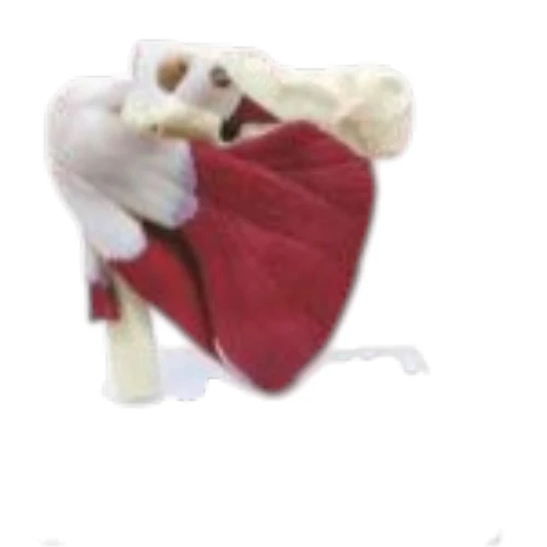 Muscular Shoulder Joint Model