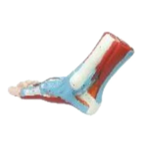 ZX-1203S Foot Anatomy Model
