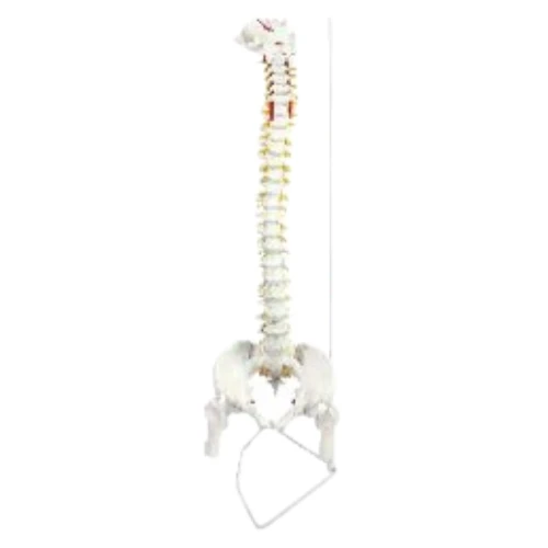 Vertebral Column Flexible Model Life Size