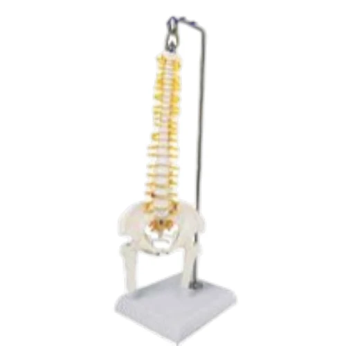Spinal Column Model Half Size