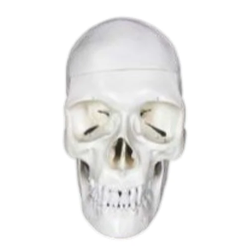 Skull Model 3 Part PVC