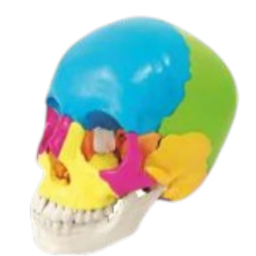 Didactic Human Skull 22 Parts