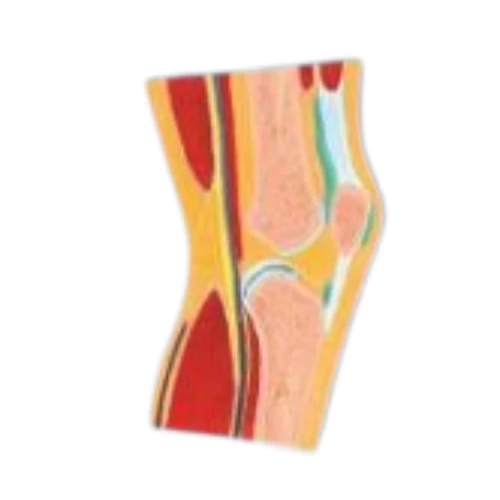 Knee Joint Section Model
