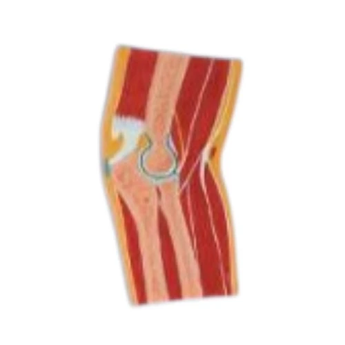 Elbow Joint Section Model