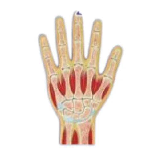 Hand Joint Section Model