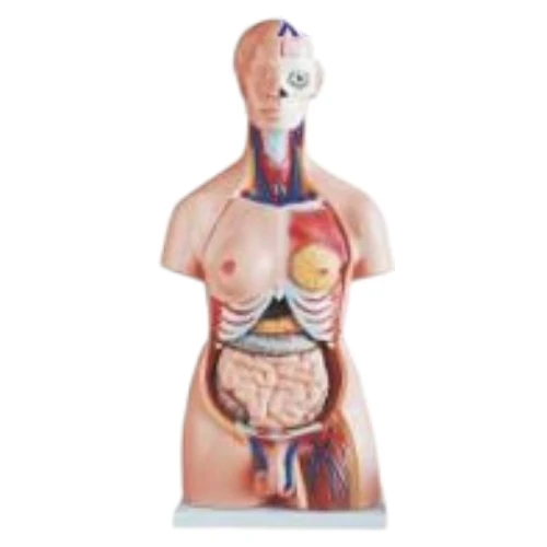 Unisex Torso 40 Parts