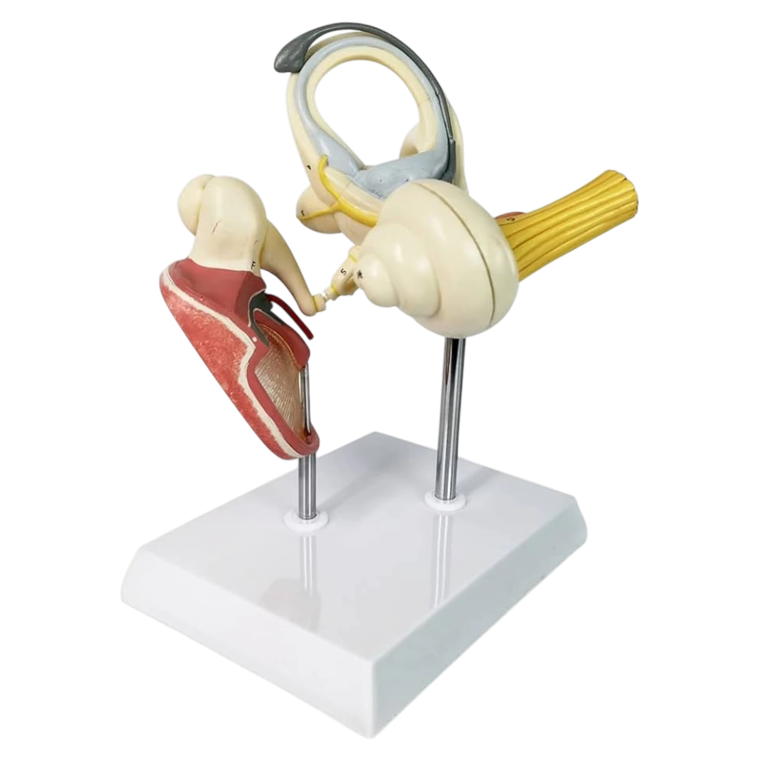 Labyrinth with Ossicles (Middle Ear) Model