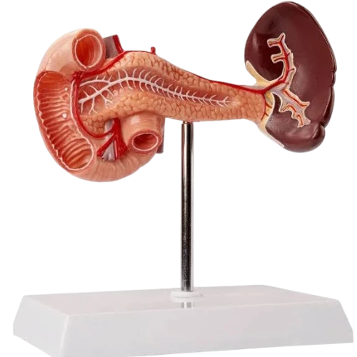 Spleen, Pancreas and Duodenum Model