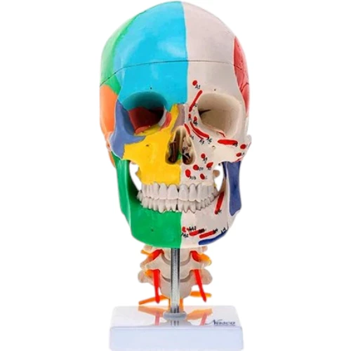 Didactic Skull with Muscle Insertion and Cervical Spine