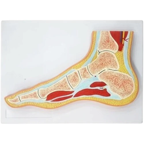 Foot Joint Section Model