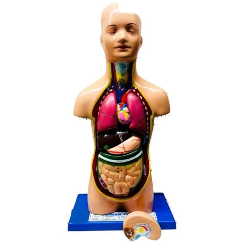 Human Torso Small (23 parts)