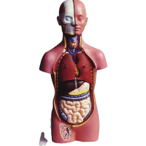 Human Mini Torso 50 cm (12 Parts)