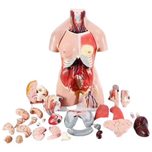 Human Torso Deluxe 85 cm. 27 Parts 2-in-1