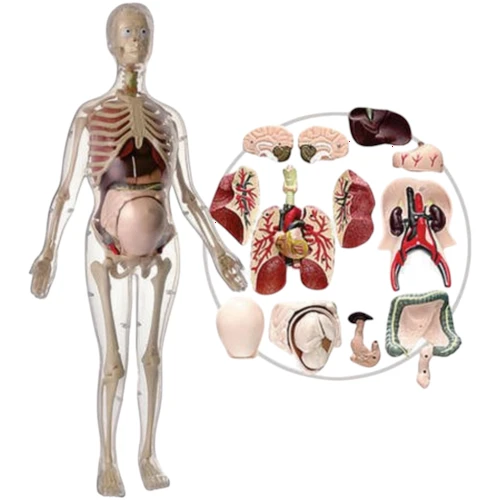 Visible Expectant Mother Anatomy Kit