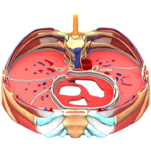Thorax Transverse Section at T8