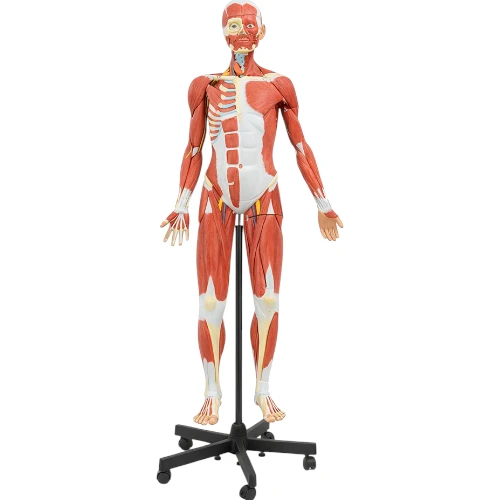Male Muscle Figure