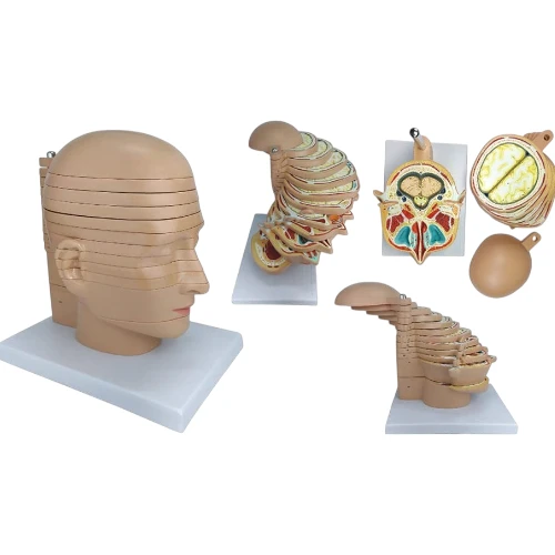 Sliced Head Model, 12 Slices