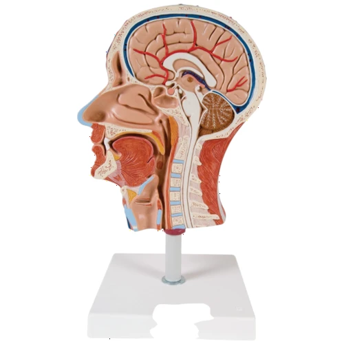 Half Head Model with Nerves & Vessels