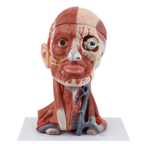 Head, Brain & Neck with Muscles