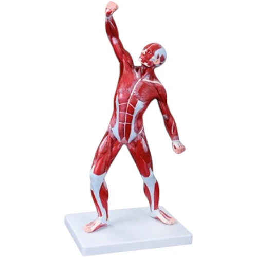 Muscular Human Body, 50 cm