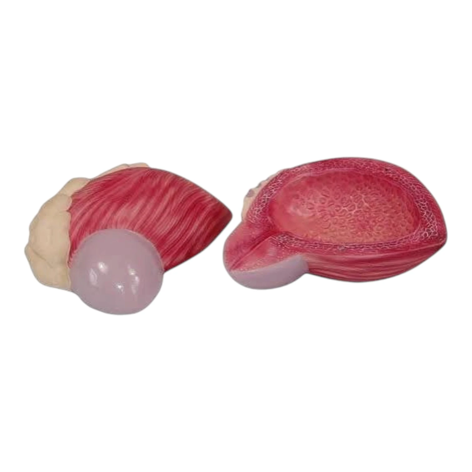 Expansion Model of Urinary Bladder