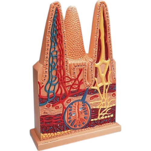 Intestinal Villi