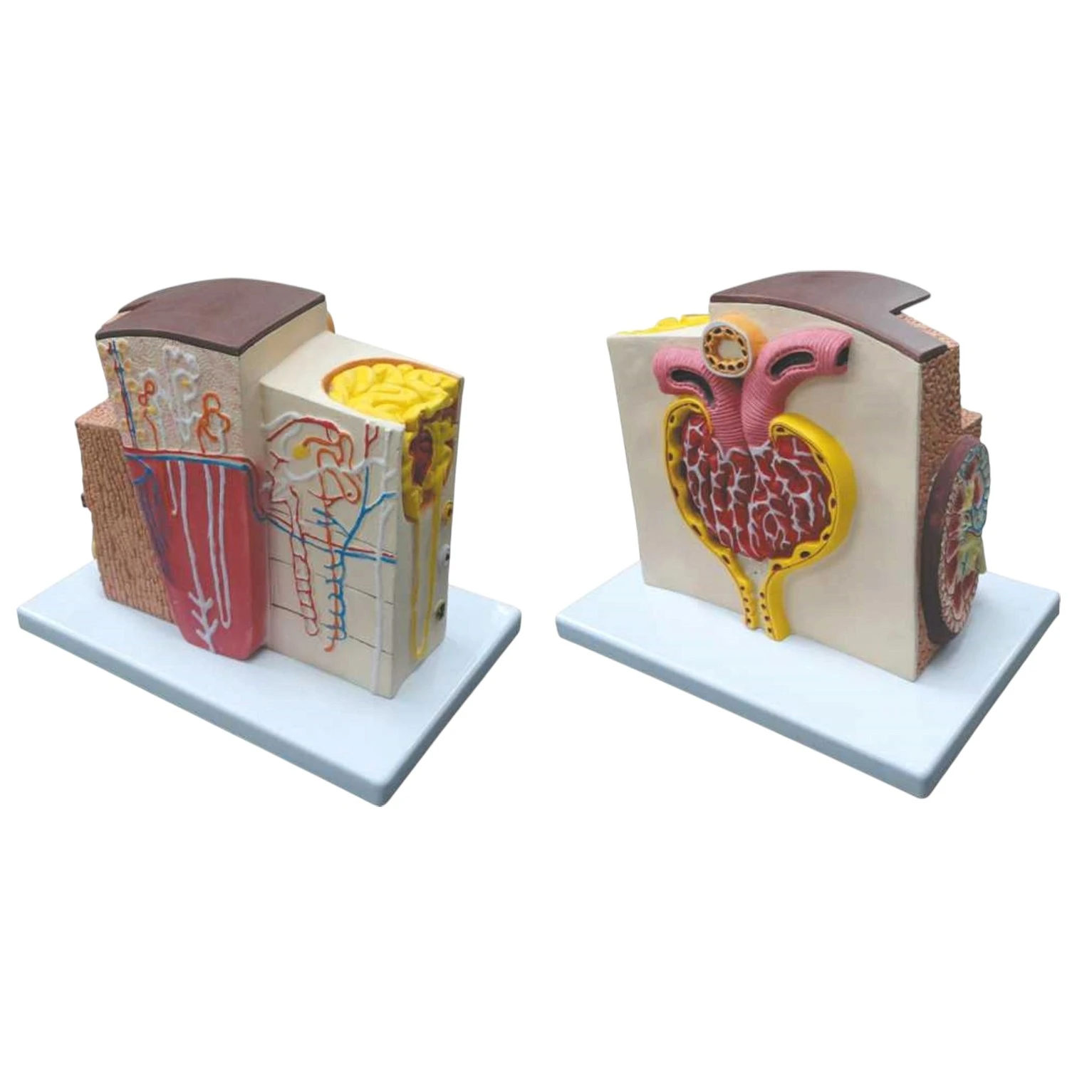 Kidney Microstructure